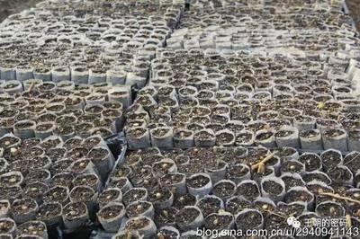 让杂交构树推动家乡精准扶贫——访南阳卉农植物组培生物科技总经理周云